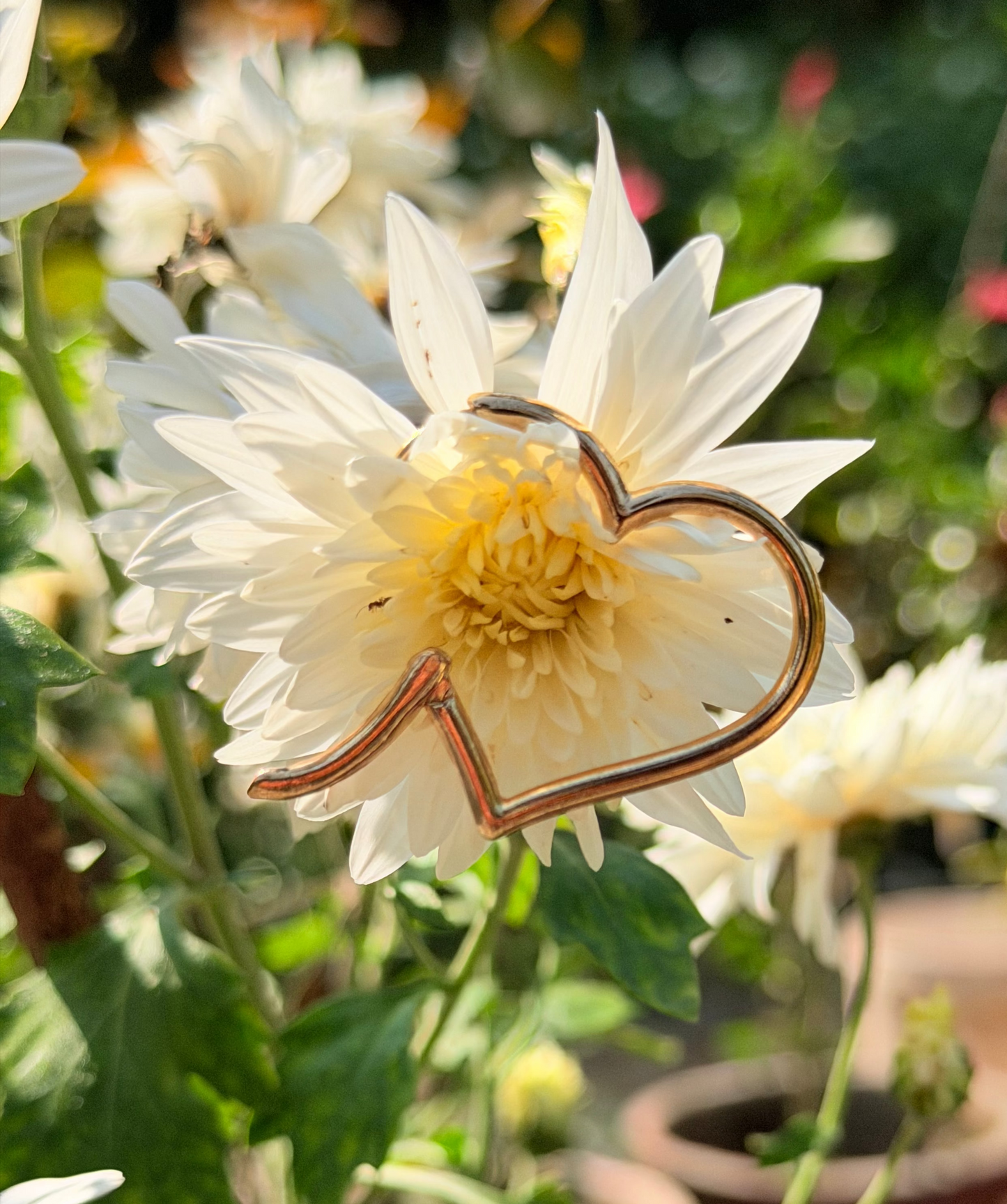 Heart Shaped Hoops Earring